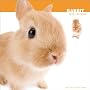 RABBIT 2010�N �J�����_�[