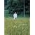 �f�B�A�E�h�N�^�[ �y����Łz <������萶�Y> [DVD]