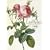 Les Roses �o���}��
