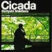 Cicada