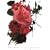 anthology 2000-2005 [DVD]