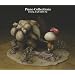 �s�A�m�E�R���N�V�����Y FINAL FANTASY XI