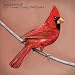 Old Crows/Young Cardinals