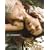 �ق��̂����ʐ^�W ORIGIN