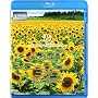 ��~Scenery with Flowers~ V-music [Blu-ray]