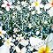 L�fArc~en~Ciel  Single since 2004-