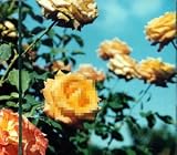Perfume of love��CD���㥱�å�