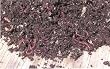 earthworms