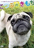 「結婚できない男」のパグ犬・ケンちゃんのDVD 「こつぶのきもち」
