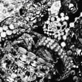 -Dice-のCDジャケット