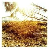 ぼくはまだ夜の中のCDジャケット